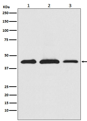 Anti-PRAS40 Rabbit Monoclonal Antibody