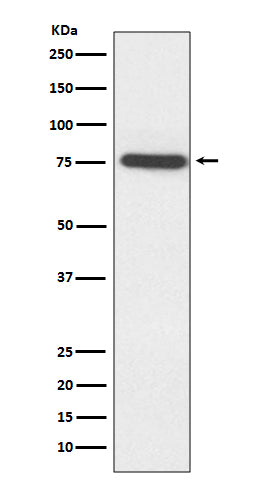 Anti-TAK1 Rabbit Monoclonal Antibody