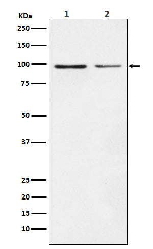 Anti-Dynamin 1 Rabbit Monoclonal Antibody