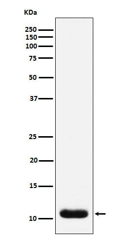 Anti-Trefoil Factor 3 Rabbit Monoclonal Antibody