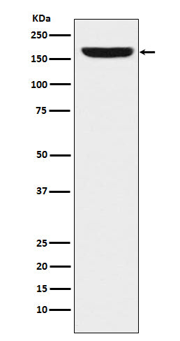 Anti-RES Rabbit Monoclonal Antibody