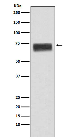 Anti-Hemopexin Rabbit Monoclonal Antibody