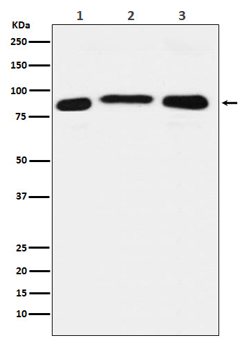 Anti-KDM1B Rabbit Monoclonal Antibody