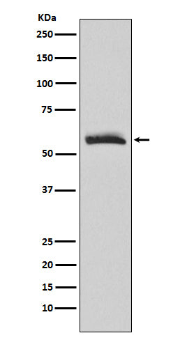 Anti-Muscarinic Acetylcholine Receptor M3 Rabbit Monoclonal Antibody