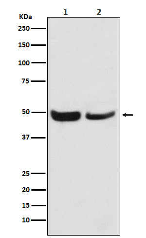 Anti-SKP2 Rabbit Monoclonal Antibody