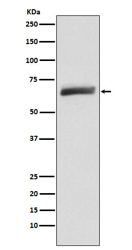 Anti-USP22 Rabbit Monoclonal Antibody