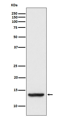 Anti-TAX1BP3 Rabbit Monoclonal Antibody