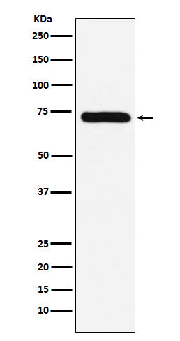 Anti-Factor X Rabbit Monoclonal Antibody