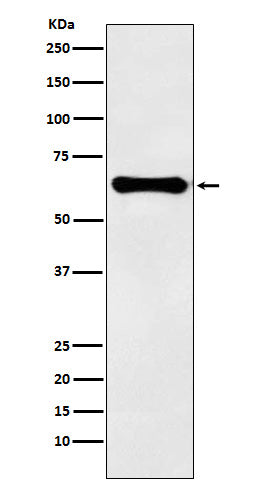 Anti-Factor IX Rabbit Monoclonal Antibody
