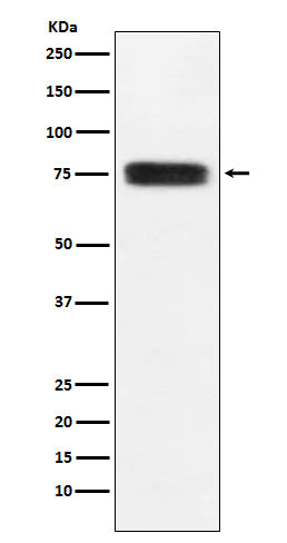 Anti-CD97 Rabbit Monoclonal Antibody