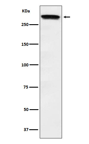 Anti-Huntingtin Rabbit Monoclonal Antibody