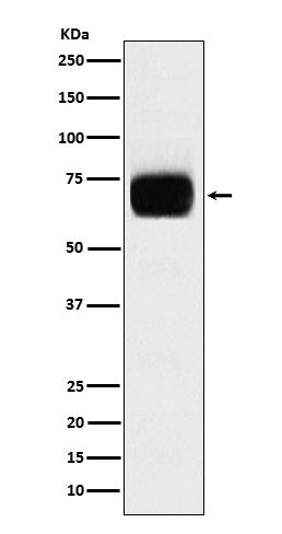 Anti-CD33 Rabbit Monoclonal Antibody