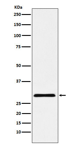 Anti-CBX7 Rabbit Monoclonal Antibody