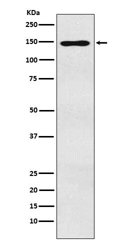 Anti-MYBBP1A Rabbit Monoclonal Antibody