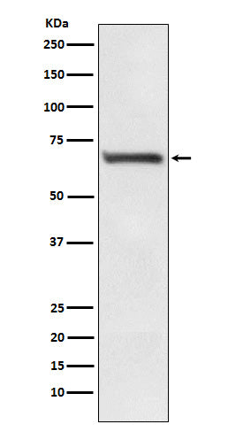 Anti-RPA70 Rabbit Monoclonal Antibody