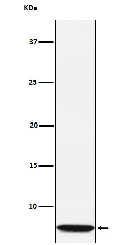Anti-Glucagon Rabbit Monoclonal Antibody