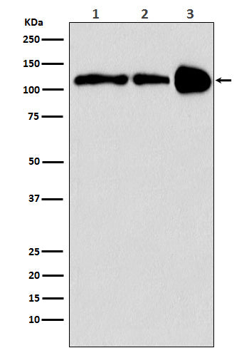 Anti-PGC1 beta Rabbit Monoclonal Antibody