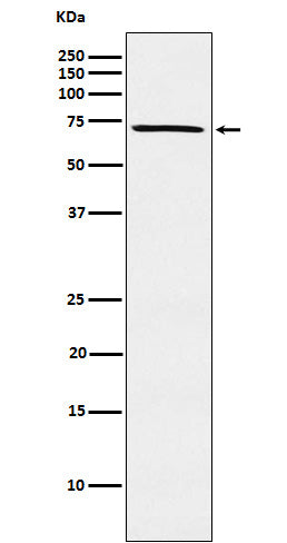 Anti-MELK Rabbit Monoclonal Antibody