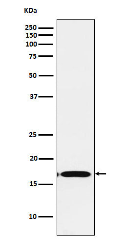 Anti-FGF1 Rabbit Monoclonal Antibody