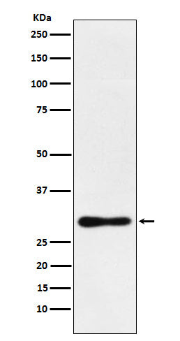 Anti-DDAH2 Rabbit Monoclonal Antibody