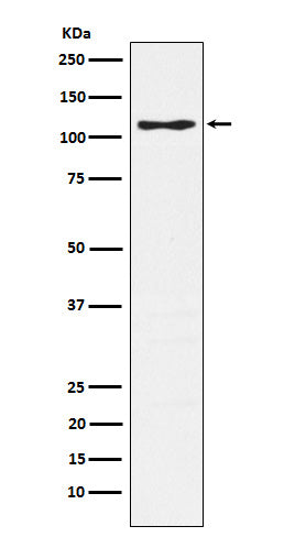 Anti-PSGL1 Rabbit Monoclonal Antibody