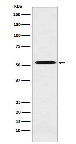 Anti-ALDH1A2 Rabbit Monoclonal Antibody