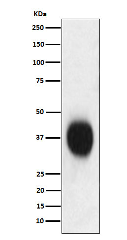 Anti-CD53 Rabbit Monoclonal Antibody