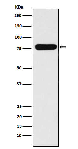 Anti-Villin Rabbit Monoclonal Antibody