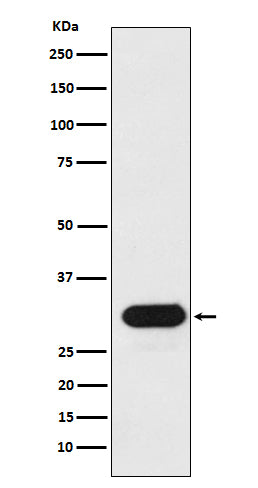 Anti-HLA DRB1 Rabbit Monoclonal Antibody