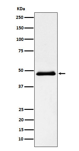 Anti-Pancreatic Lipase Rabbit Monoclonal Antibody