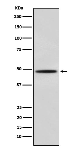 Anti-Myoblast Determination Protein 1 Rabbit Monoclonal Antibody