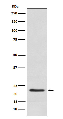 Anti-Placental Lactogen Rabbit Monoclonal Antibody