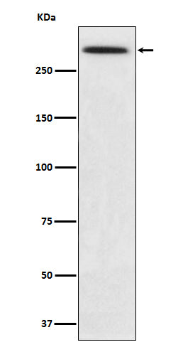 Anti-alpha 1 Spectrin Rabbit Monoclonal Antibody