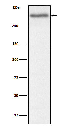 Anti-Versican Core Protein Rabbit Monoclonal Antibody