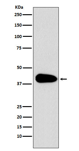Anti-PAR6 Rabbit Monoclonal Antibody