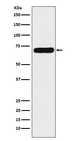 Anti-NPR3 Rabbit Monoclonal Antibody