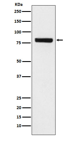 Anti-SEC23A Rabbit Monoclonal Antibody
