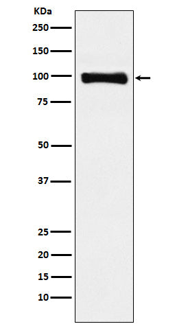 Anti-PIWIL1 Rabbit Monoclonal Antibody