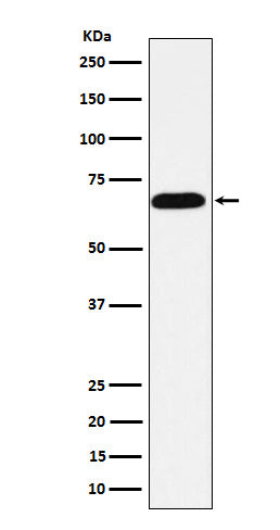 Anti-Intestinal Alkaline Phosphatase Rabbit Monoclonal Antibody
