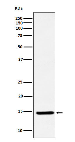 Anti-CDKN2A/p14ARF Rabbit Monoclonal Antibody