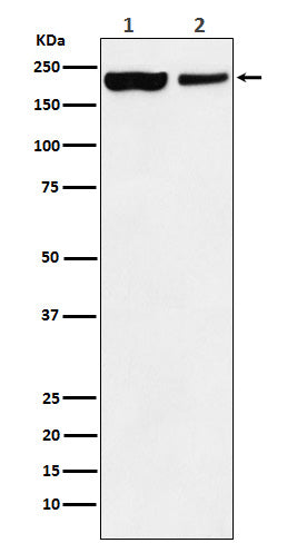 Anti-KDM5A Rabbit Monoclonal Antibody