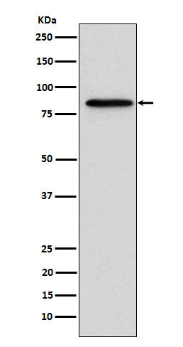 Anti-Gelsolin Rabbit Monoclonal Antibody