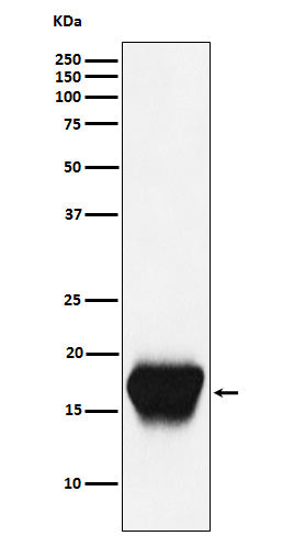 Anti-CD52 Rabbit Monoclonal Antibody