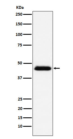 Anti-CD48 Rabbit Monoclonal Antibody