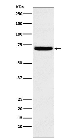 Anti-Heparanase 1 Rabbit Monoclonal Antibody