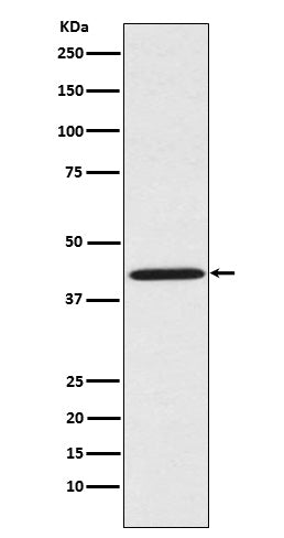 Anti-Sprouty 2 Rabbit Monoclonal Antibody