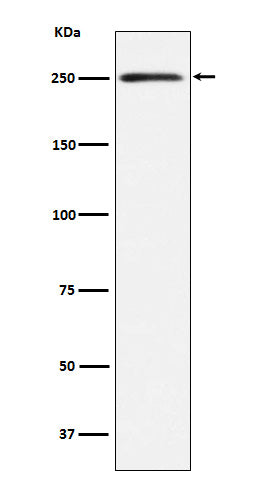 Anti-MYH11 Rabbit Monoclonal Antibody