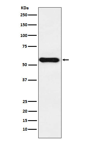 Anti-Cytochrome P450 1A2 Rabbit Monoclonal Antibody