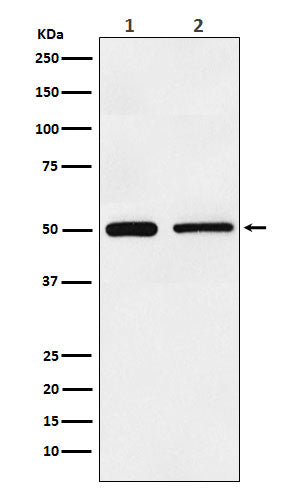 Anti-TIM 1 Rabbit Monoclonal Antibody