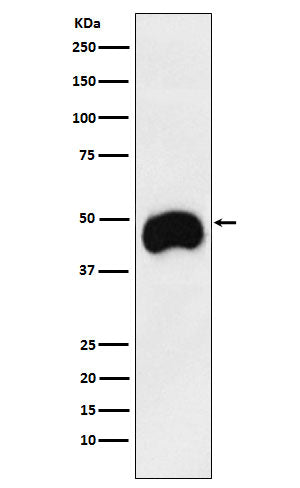 Anti-CD2 Rabbit Monoclonal Antibody